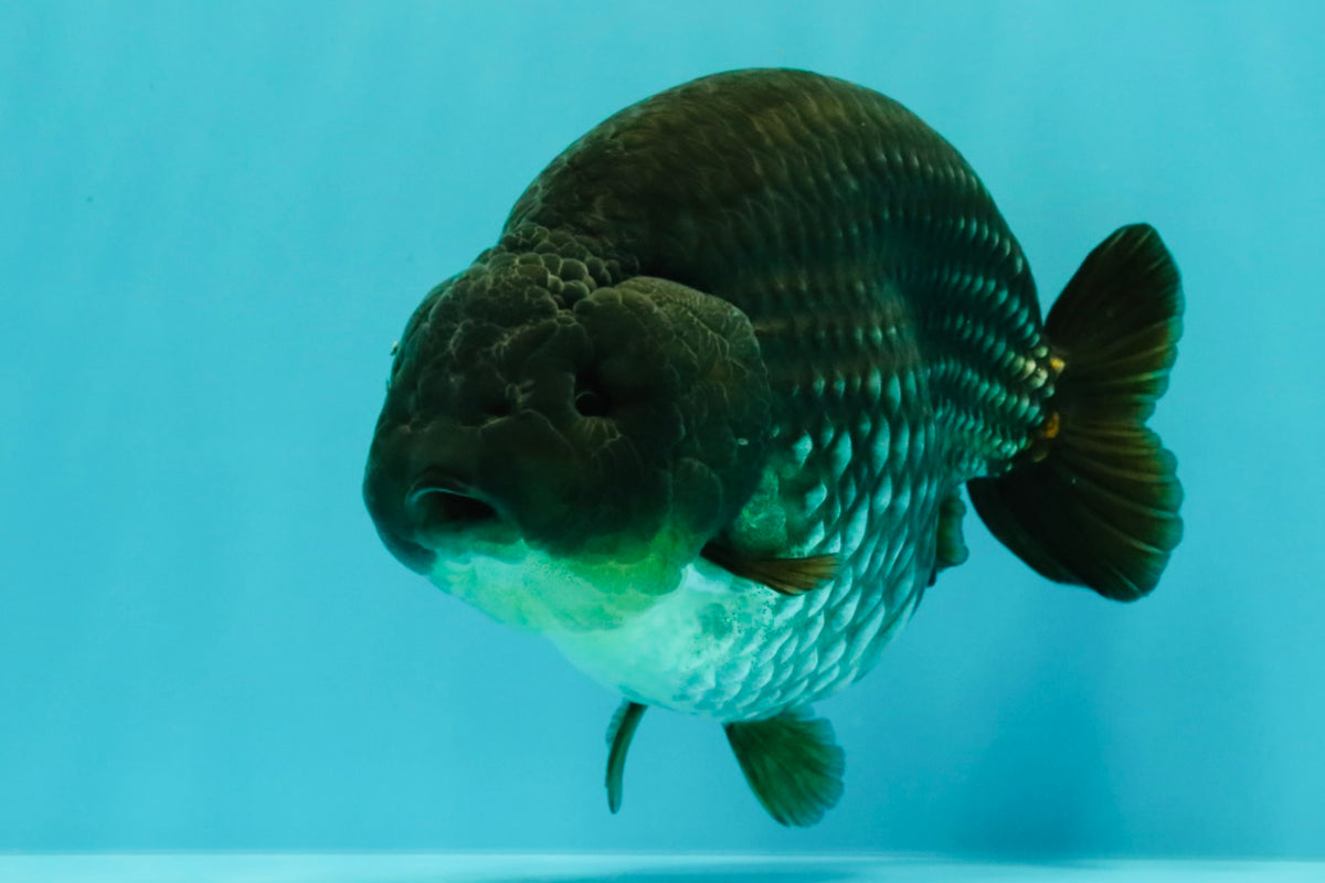 AAA Grade Black Blue Ranchu Female 6 inches #102326RC_01