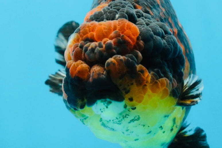 A Grade Tiger Strong Body Structure LionKing 5.5 inches #101725LC_22