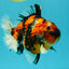 A Grade Tiger Yuanbao Male 5.5 inches #041726YB_15