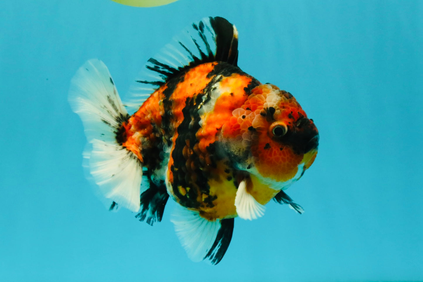 A Grade Tiger Yuanbao Male 5.5 inches #041726YB_15