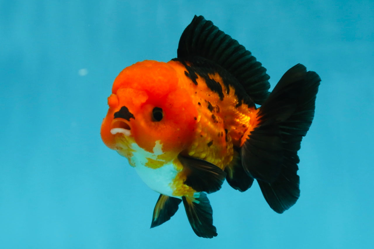 A Grade Pompom Apache Button Eyes Yuanbao Male 4 inches #050925YB_26