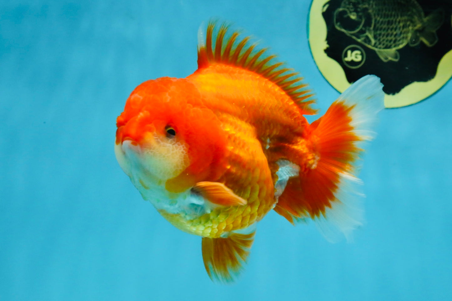 CHUBBY AAA Grade Red White Yuanbao Male 4.5 inches #121225YB_01