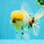 AAA Grade Godzilla White Tiger Oranda Male 6.5 inches #022726OR_10