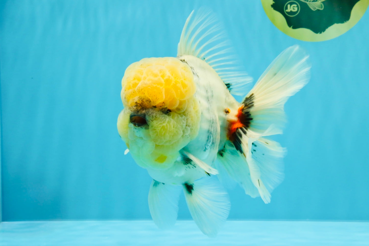 AAA Grade Godzilla White Tiger Oranda Male 6.5 inches #022726OR_10
