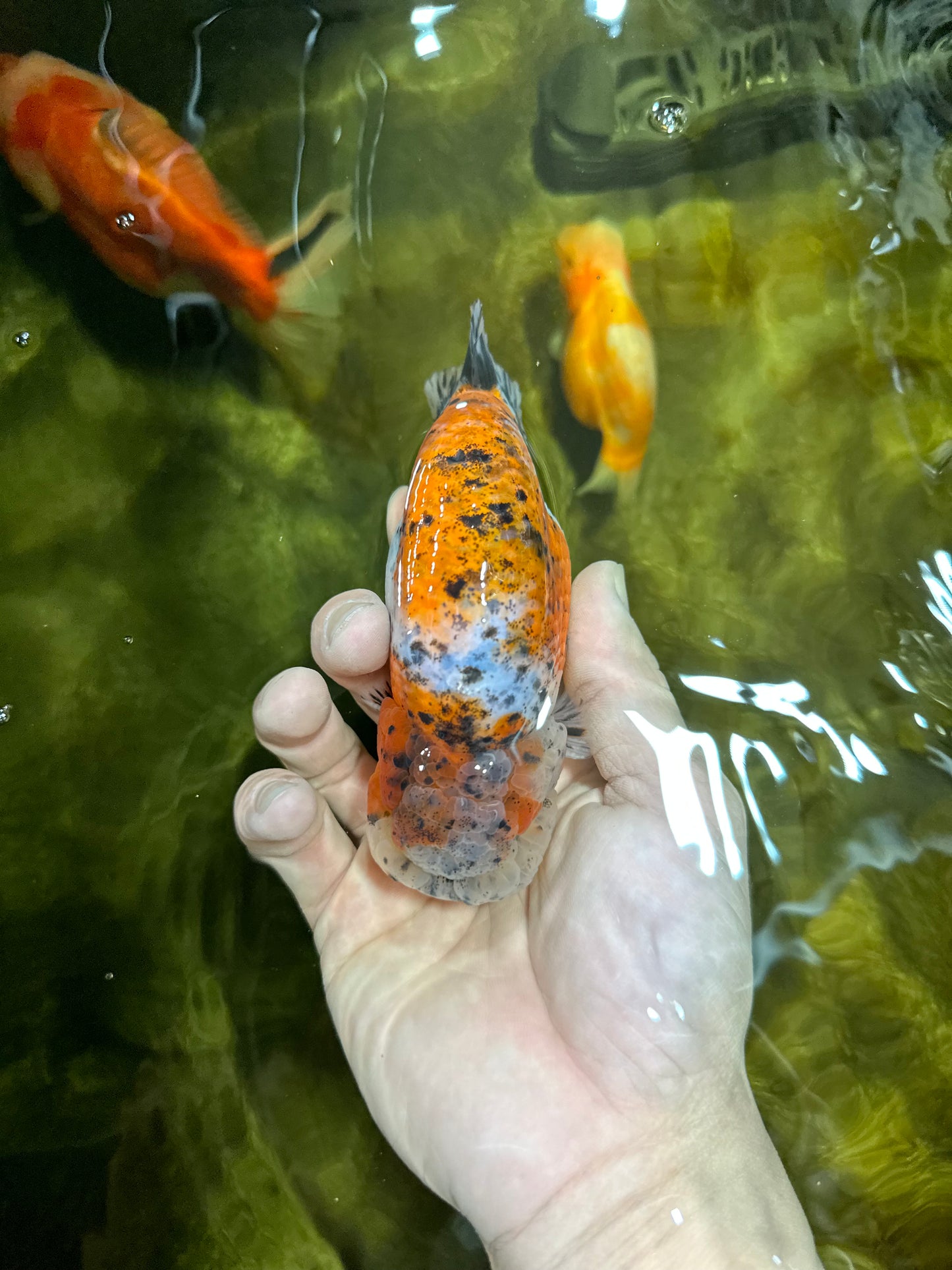 AAA Grade Calico LionKing 4.5-5 inches #050925LC_03