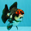 ADORABLE A Grade Tricolor Yuanbao Male 4.5 inches #051526YB_08