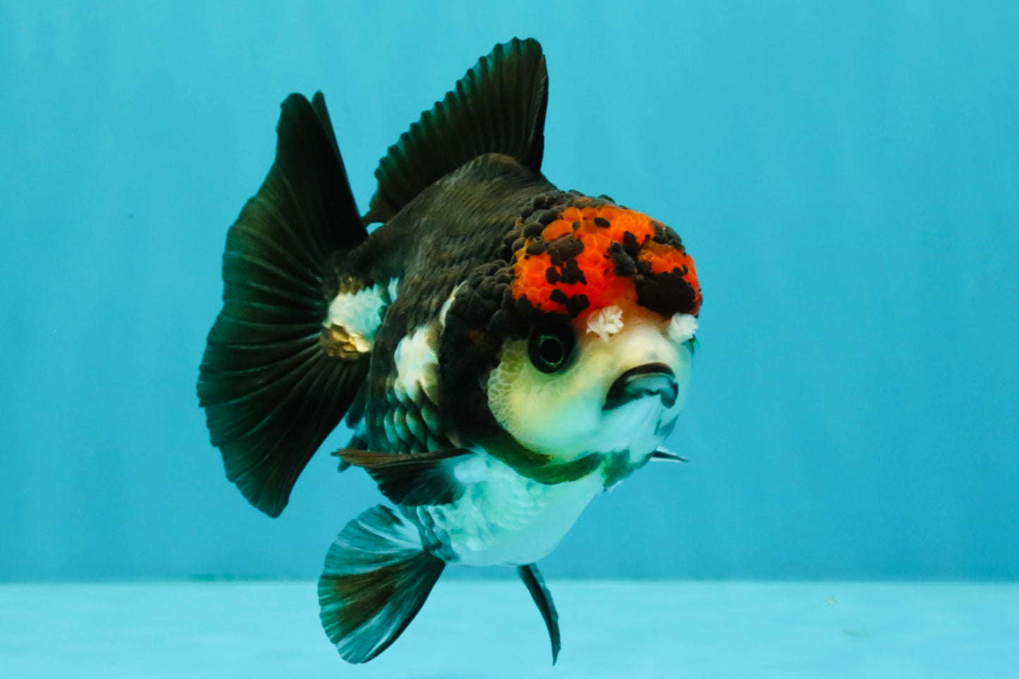 ADORABLE A Grade Tricolor Yuanbao Male 4.5 inches #051526YB_08