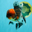 AAA Grade Red Head Kirin Oranda Male 6-6.5 inches #070326OR_27