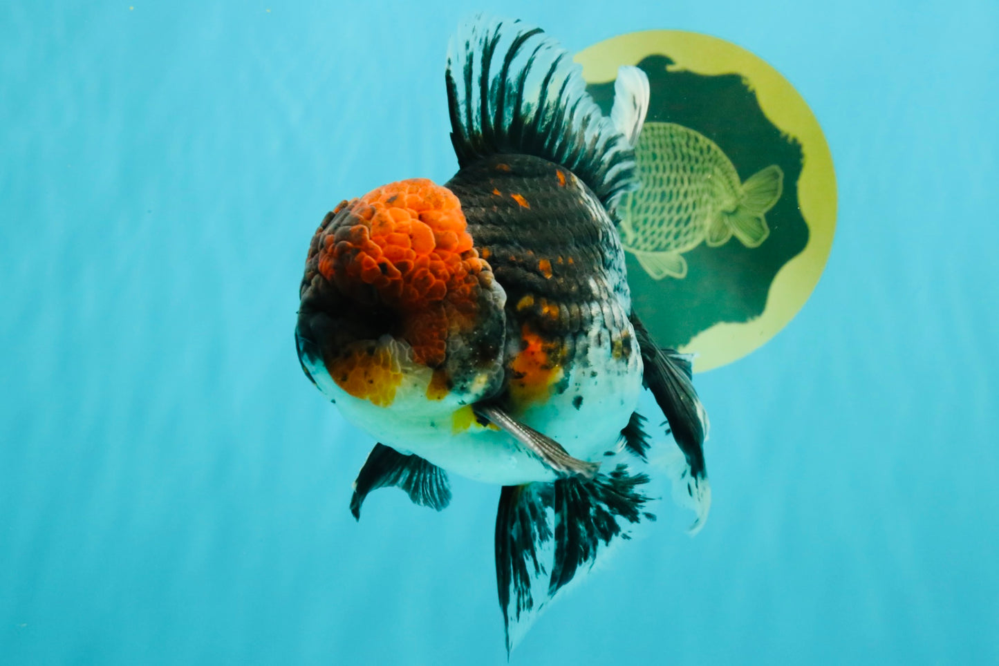 AAA Grade Red Head Kirin Oranda Male 6-6.5 inches #070326OR_27