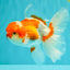 A Grade  Red White Oranda Male 5.5 inches #100926OR_15