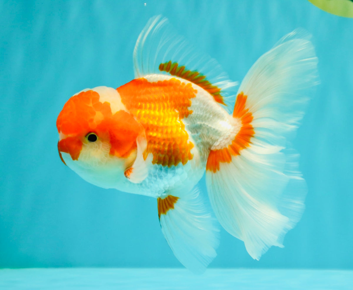 A Grade  Red White Oranda Male 5.5 inches #100926OR_15