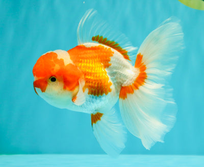 A Grade  Red White Oranda Male 5.5 inches #100926OR_15