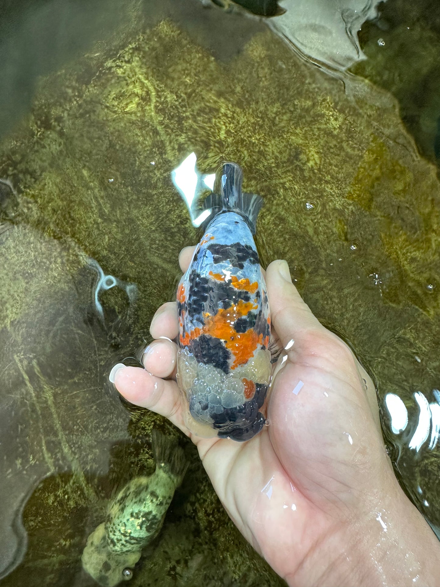 A Grade Special Tricolor LionKing 4.5-5 inches #100325LC_07