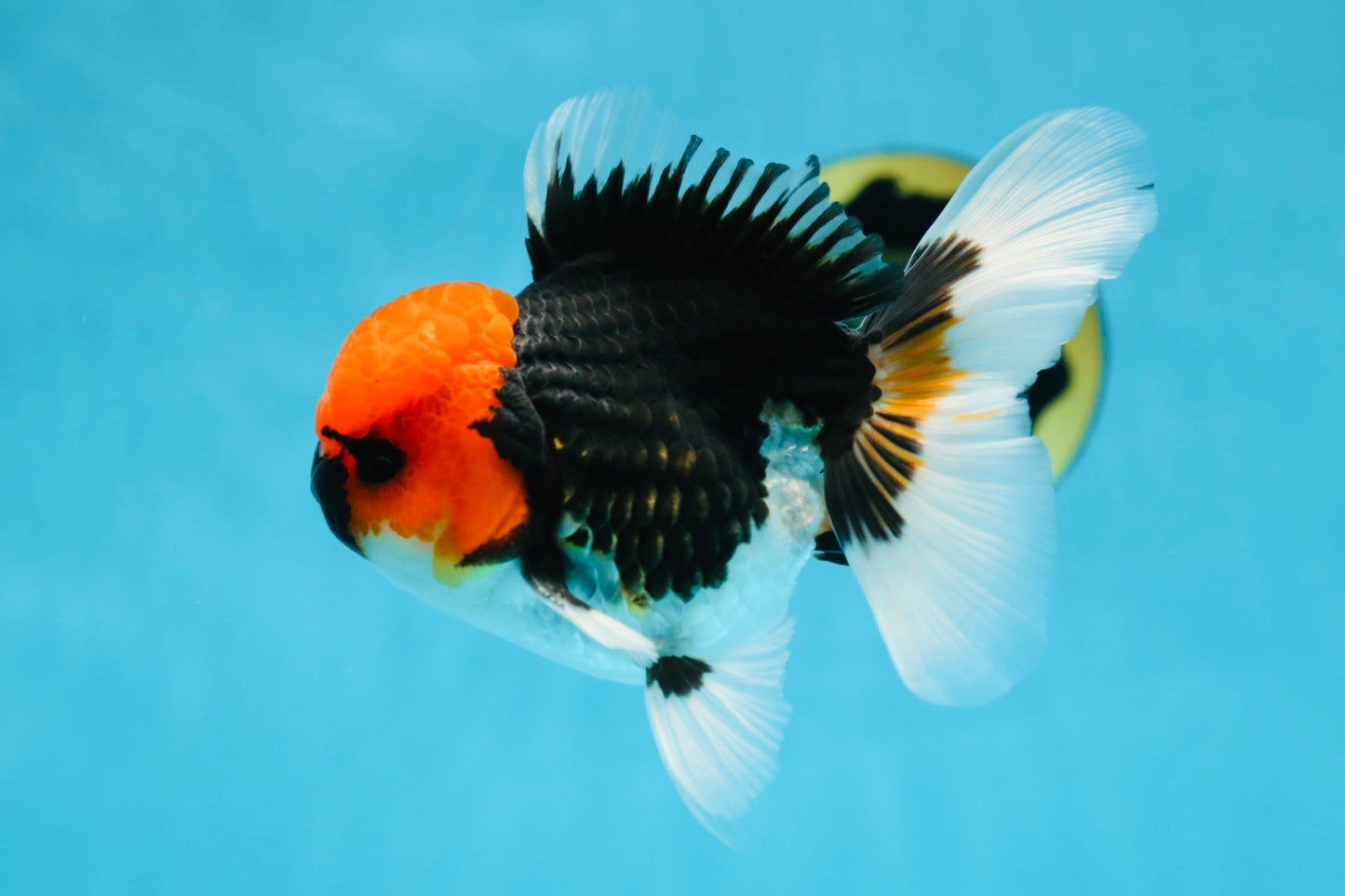 AAA Grade Tricolor Button Eyes Oranda Male 5 inches #080825OR_04