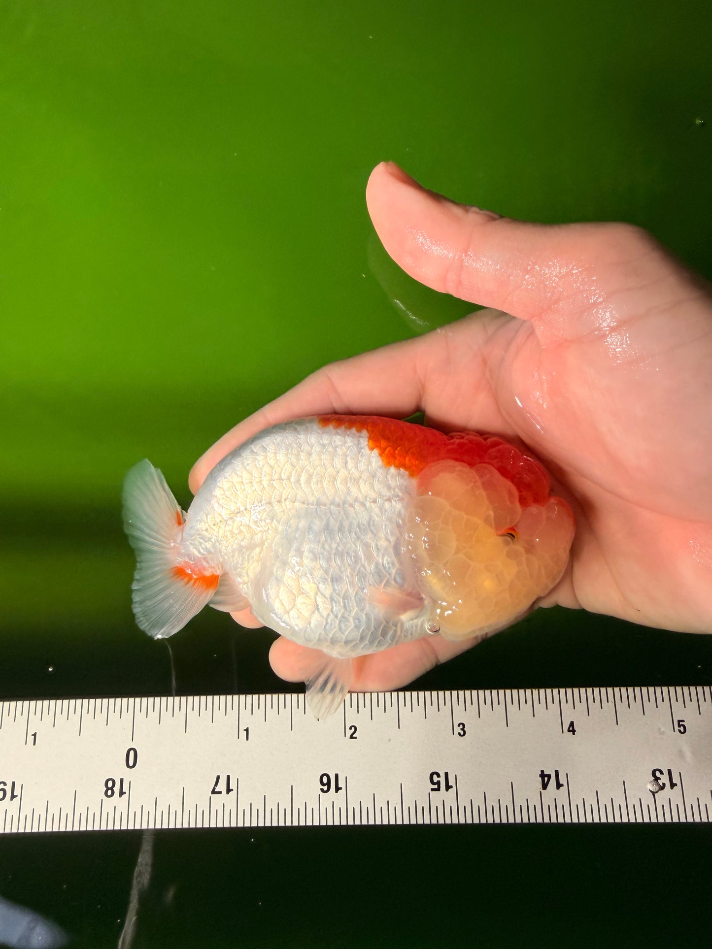 Red White LionChu Female 4-4.5 inches #041026LC_16