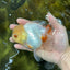 White Beauty Oranda Male 5 inches #053025OR_30