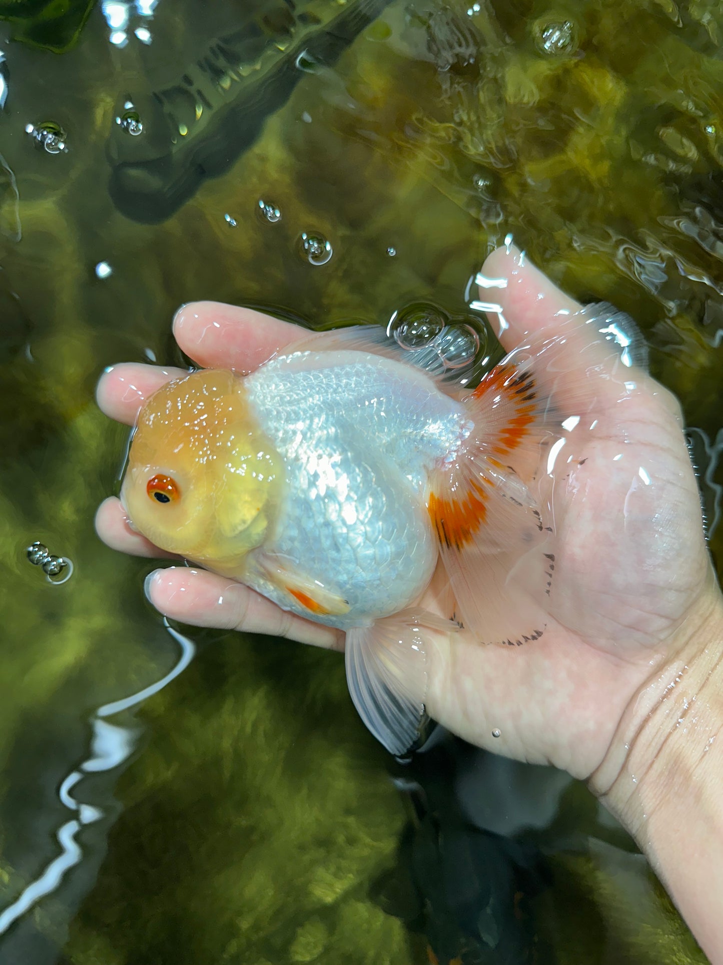 White Beauty Oranda Male 5 inches #053025OR_30