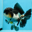 AAA Grade Tricolor Oranda Male 5-5.5 inches #0927OR_26