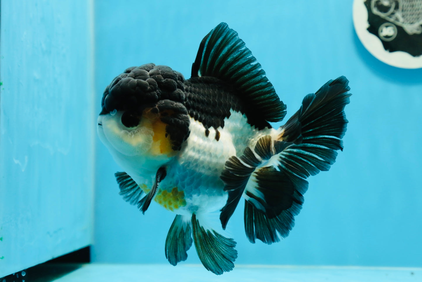 AAA Grade Tricolor Oranda Male 5-5.5 inches #0927OR_26