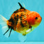 A Grade Tiger Yuanbao Male 5-5.5 inches #080726YB_25
