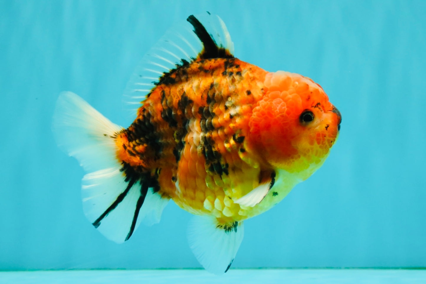 A Grade Tiger Yuanbao Male 5-5.5 inches #080726YB_25