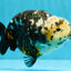 SPECIAL Chinese Ink Ranchu Male 5.5 inches #041026RC_21