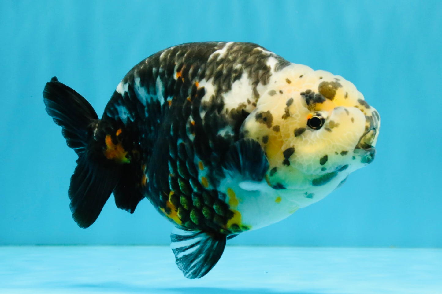 SPECIAL Chinese Ink Ranchu Male 5.5 inches #041026RC_21