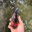A Grade Tiger Oranda Female 5-5.5 inches #073126OR_20