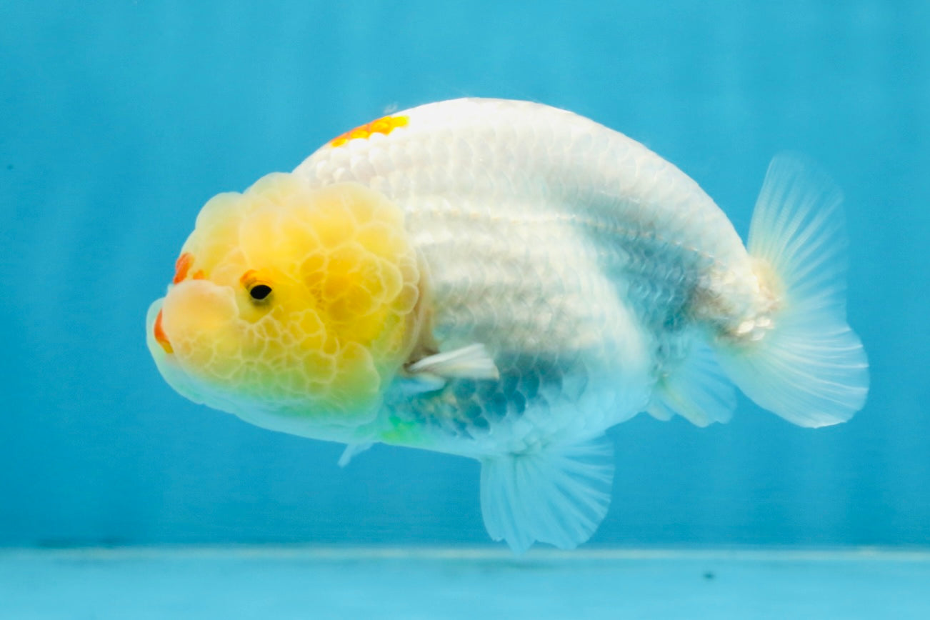 A Grade Red White LionQueen 4 inches #103125LC_21