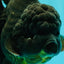 GODZILLA AAA Grade Black Oranda Male 6.5-7 inches #101626OR_18