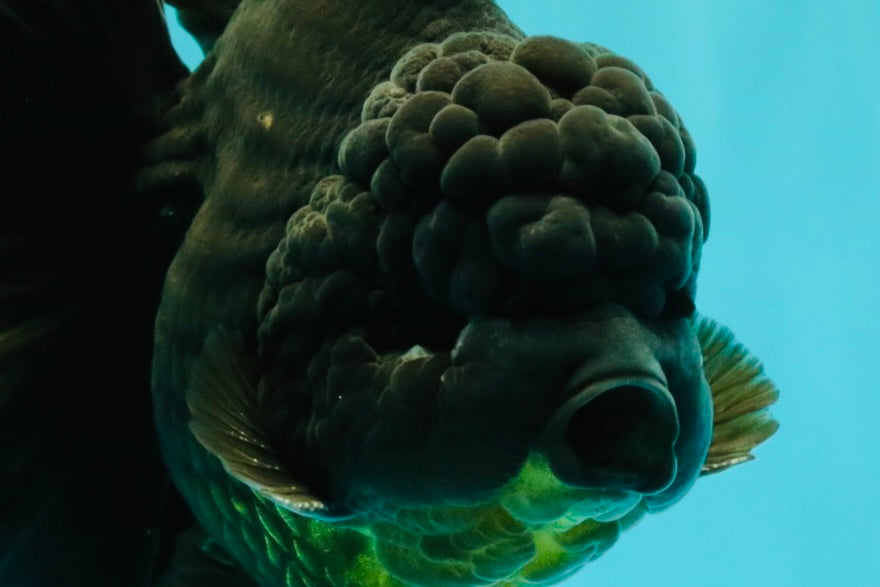 GODZILLA AAA Grade Black Oranda Male 6.5-7 inches #101626OR_18