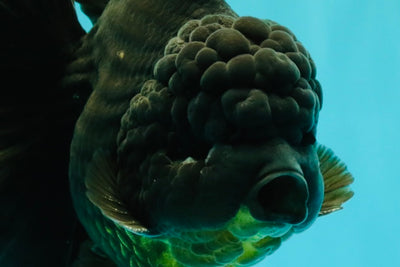 GODZILLA AAA Grade Black Oranda Male 6.5-7 inches #101626OR_18