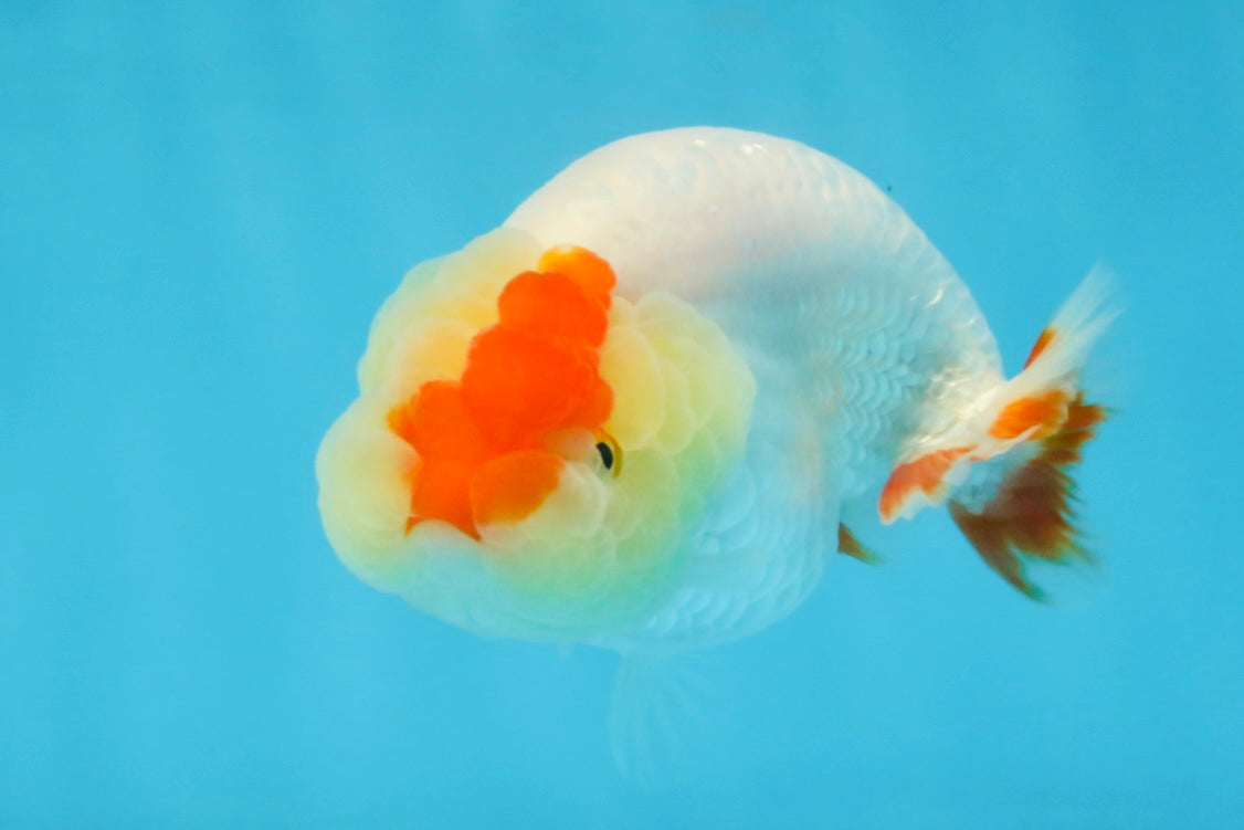 AAA Grade Red White LionQueen 4 inches #103125LC_28