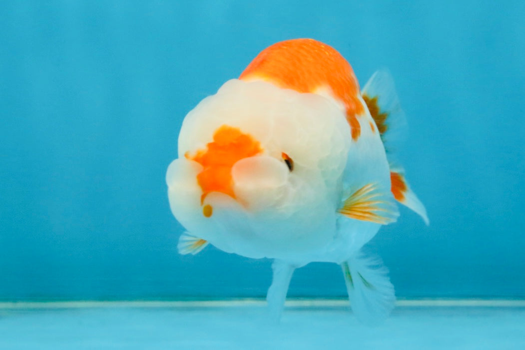 SANTA A Grade Red White LionQueen 4-4.5 inches #120525LC_12