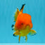 A Grade Orange Juice Oranda Male 5.5-6 inches #040326OR_17