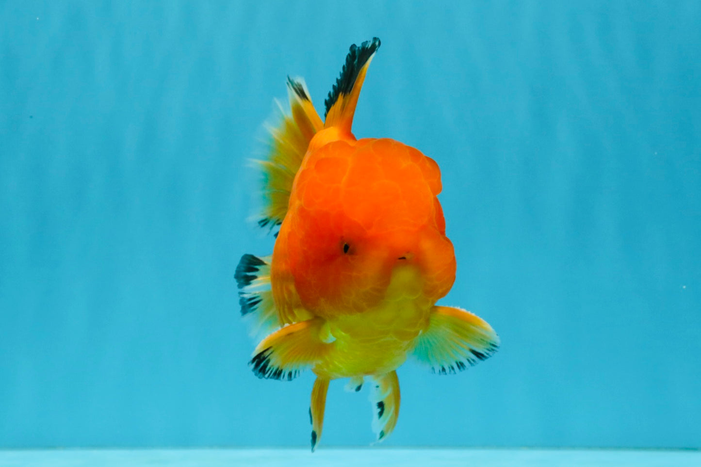 A Grade Orange Juice Oranda Male 5.5-6 inches #040326OR_17
