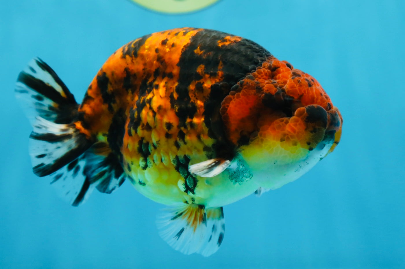 AAA Grade Tiger LionKing 5 inches #070425LC_05