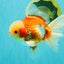 A Grade Lipsticks Red White Oranda Male 6 inches #101626OR_03