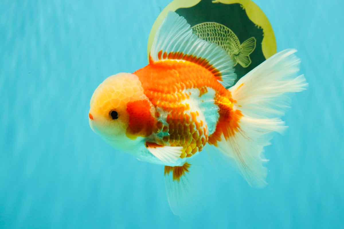 A Grade Lipsticks Red White Oranda Male 6 inches #101626OR_03