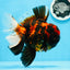 AAA Grade Special Tiger Oranda Male 6-6.5 inches #0913OR_20