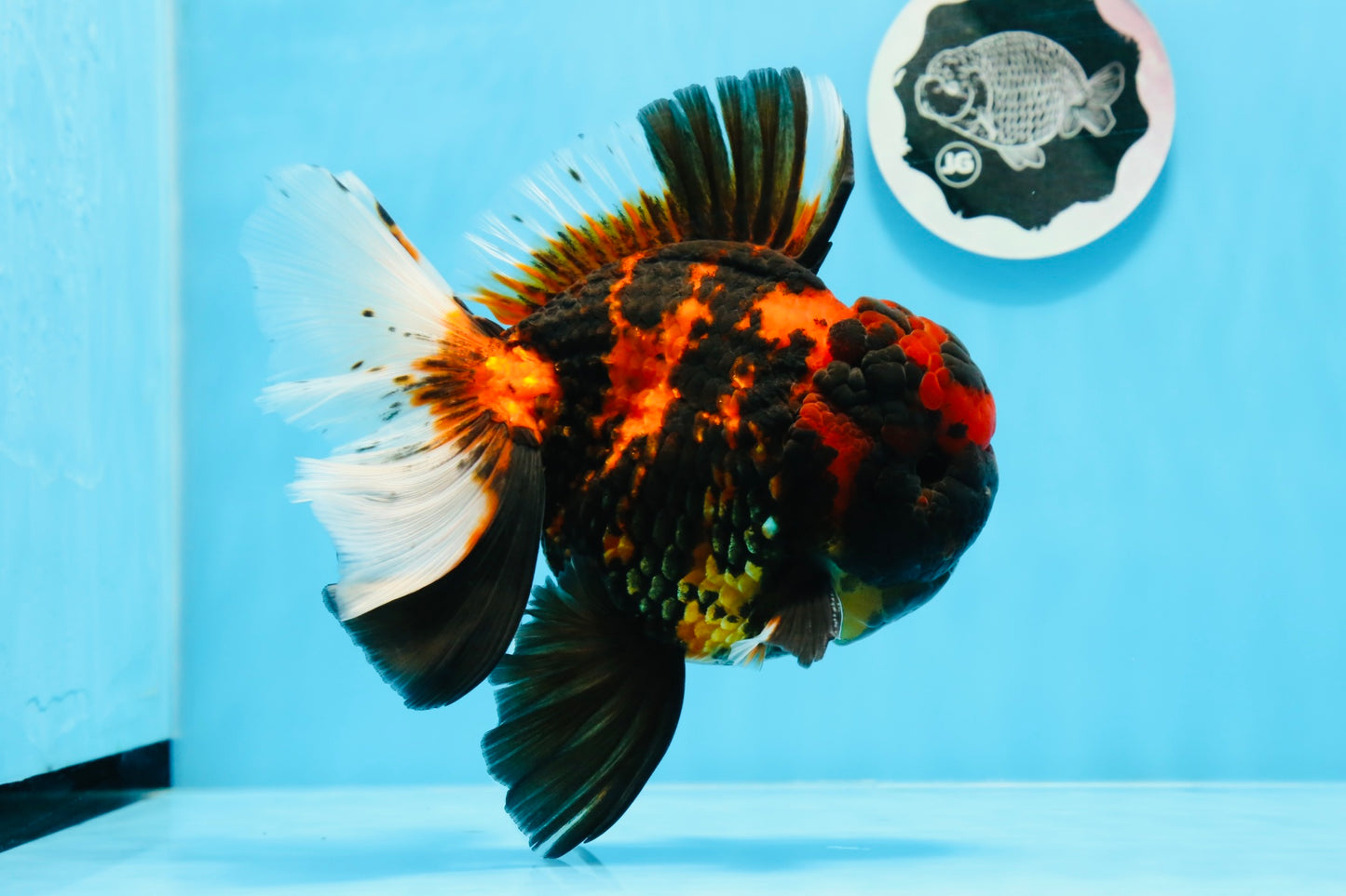 AAA Grade Special Tiger Oranda Male 6-6.5 inches #0913OR_20