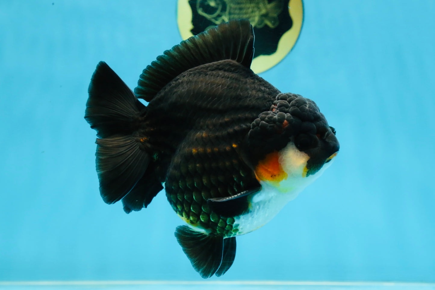 AAA Grade Tricolor Yuanbao Male 5 inches #101025YB_29