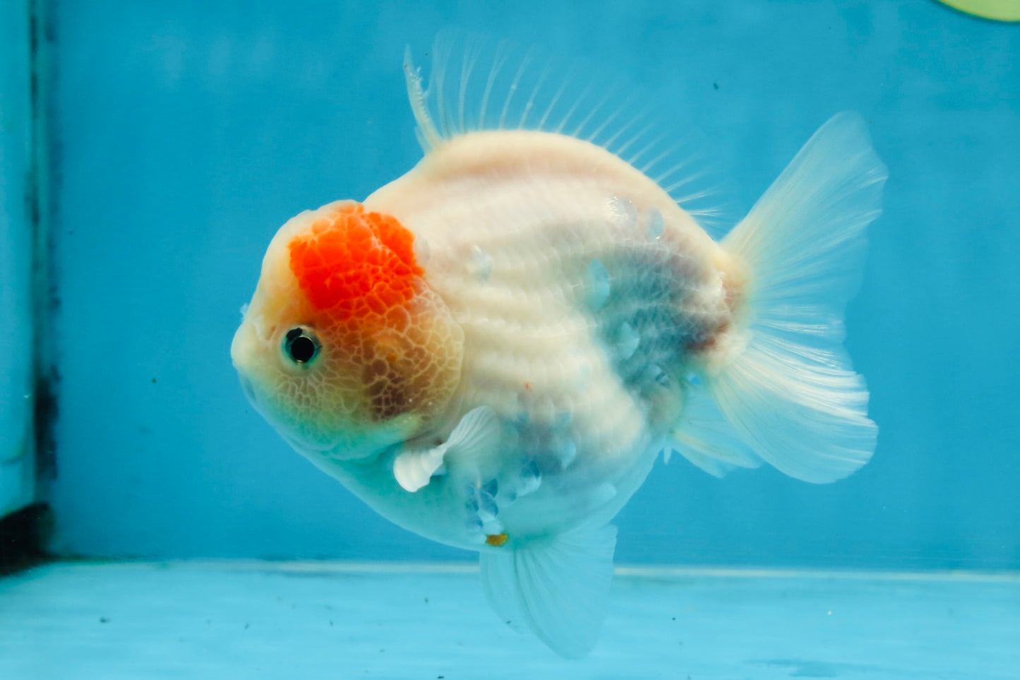 A Grade Sakura Yuanbao Male 4.5 inches #103125YB_01