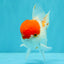 MARIO A Grade Tancho Red White Oranda Male 5-5.5 inches #031326OR_27