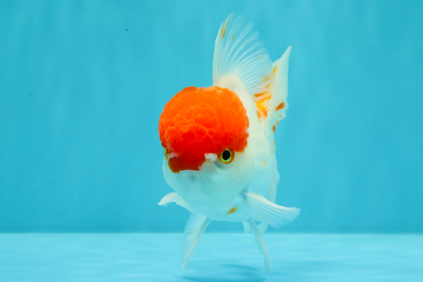 MARIO A Grade Tancho Red White Oranda Male 5-5.5 inches #031326OR_27