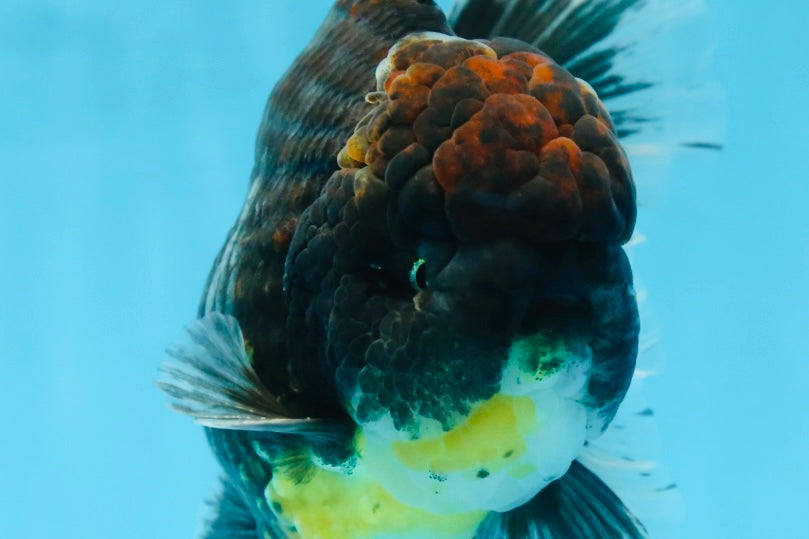 AAA Grade Young Godzilla Sakura Kirin Oranda Male 6 inches #081525OR_11