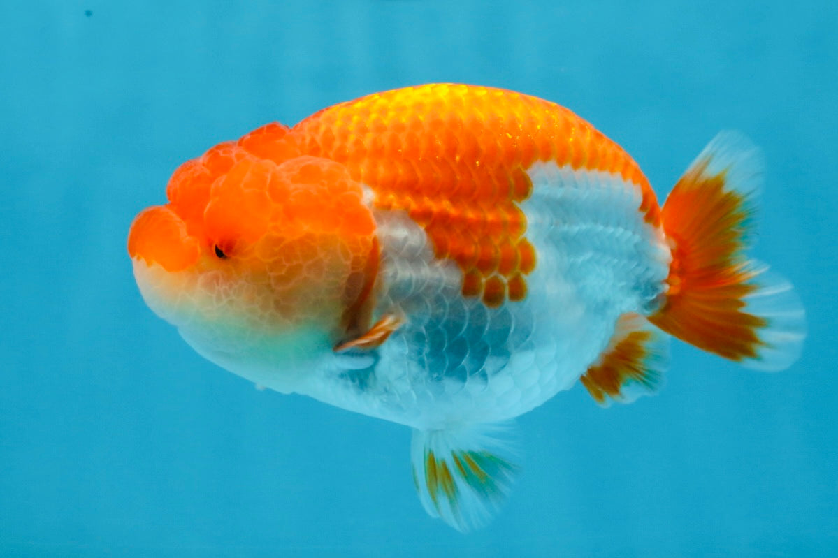 AAA Grade Red White LionQueen 4 inches #101725LC_10