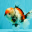 CHONKY AAA Grade Special Marble Oranda Male 6.5 inches #051526OR_01