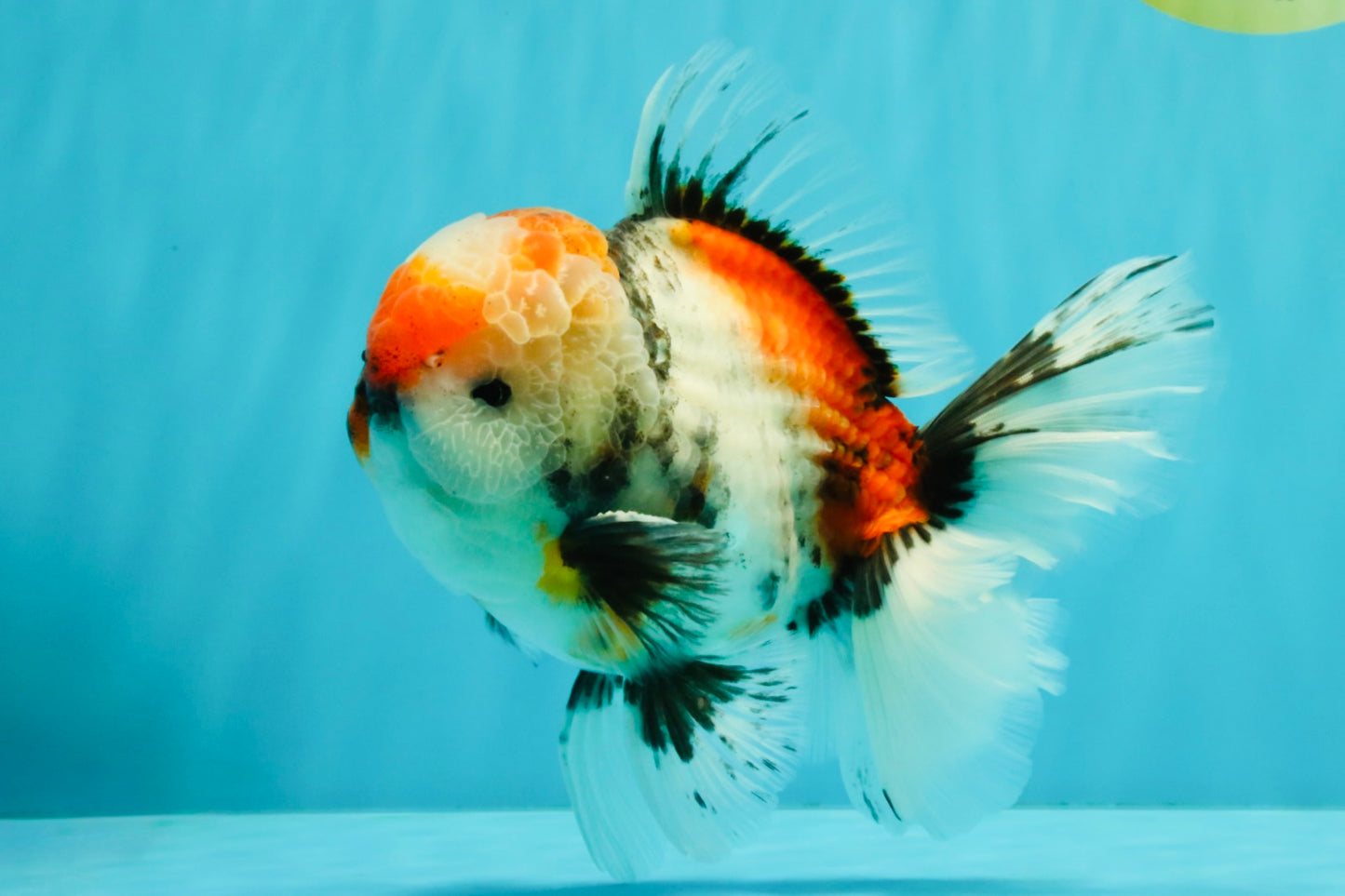 CHONKY AAA Grade Special Marble Oranda Male 6.5 inches #051526OR_01
