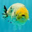 CHUBBY AAA Grade White Marble Blue Base Ranchu Male 5.5-6 inches #100226RC_28